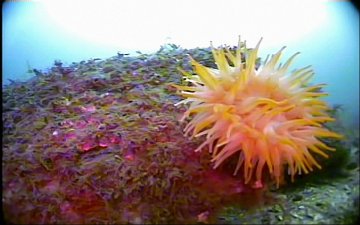 Approach to anemone